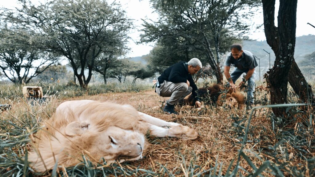 Dean is discussing with the vet in the background the anesthesia process, while a lion in the front is already sleeping and waiting for his procedure. The grass is green at some spots, but as well brown and dry. The trees in the background are green.
