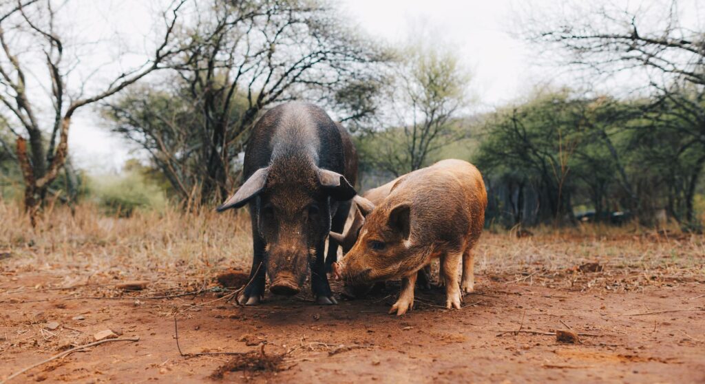 BUSH PIG FAMILY: Molo, Mami and their children - Dean Schneider